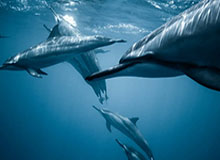 KOK体育平台官方网站-替补奇兵图多列单刀制胜，申花主场0-1遭武汉三镇逆转